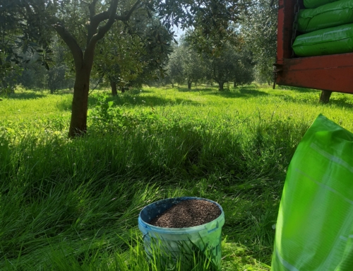 Βιολογική καλλιέργεια – Λίπανση ελαιώνων Stamna olives
